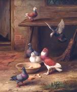 unknow artist Pigeons 064 china oil painting reproduction